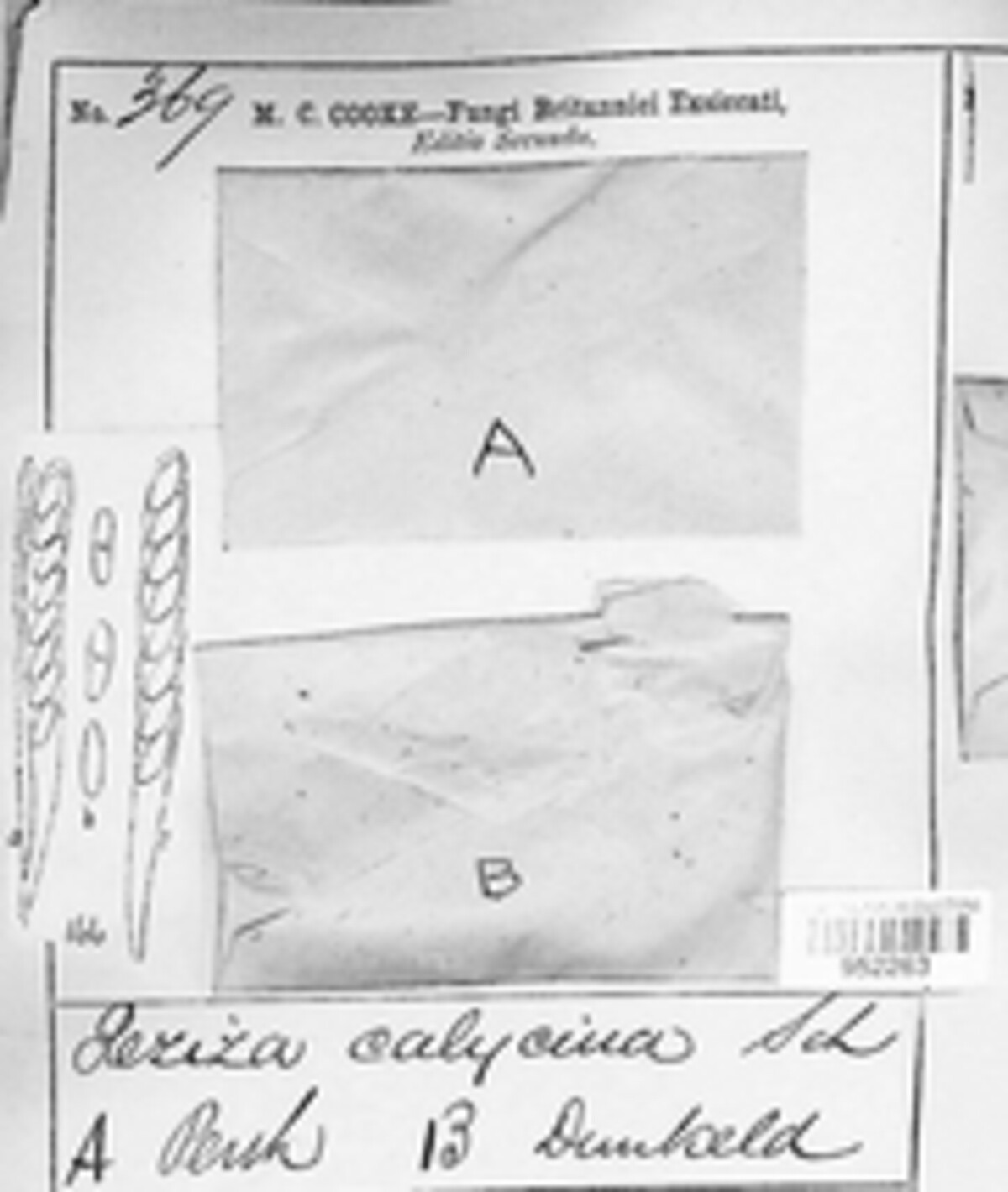 Lachnellula calycina image